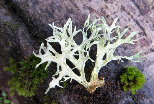 Close up image of oakmoss growing on bark - white silvery lichen shaped like deer horns